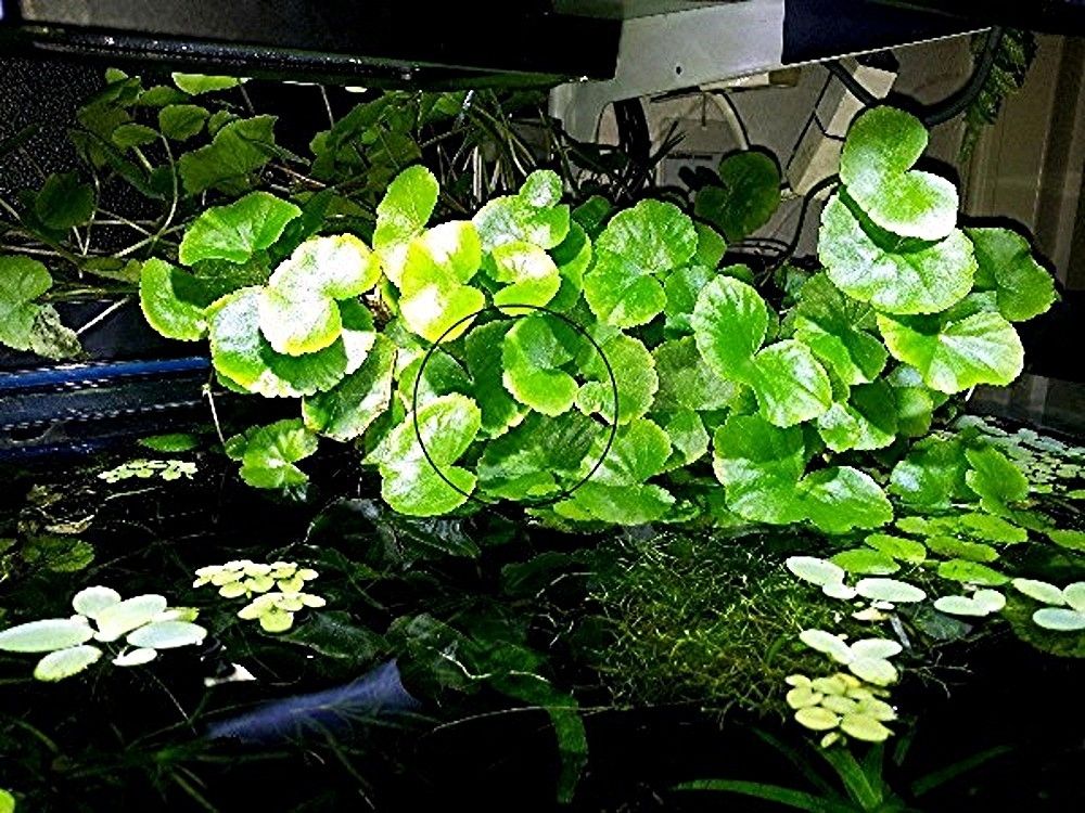 Brasilianischer Wassernabel,  Wasserpflanze,  Versand/ Abholung Brasilianischer Wassernabel,  Wasserpflanze,  Versand/ Abholung