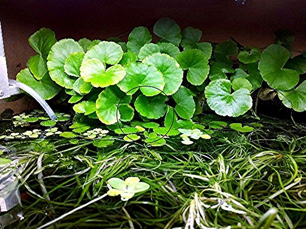 Brasilianischer Wassernabel,  Wasserpflanze,  Versand/ Abholung Brasilianischer Wassernabel,  Wasserpflanze,  Versand/ Abholung