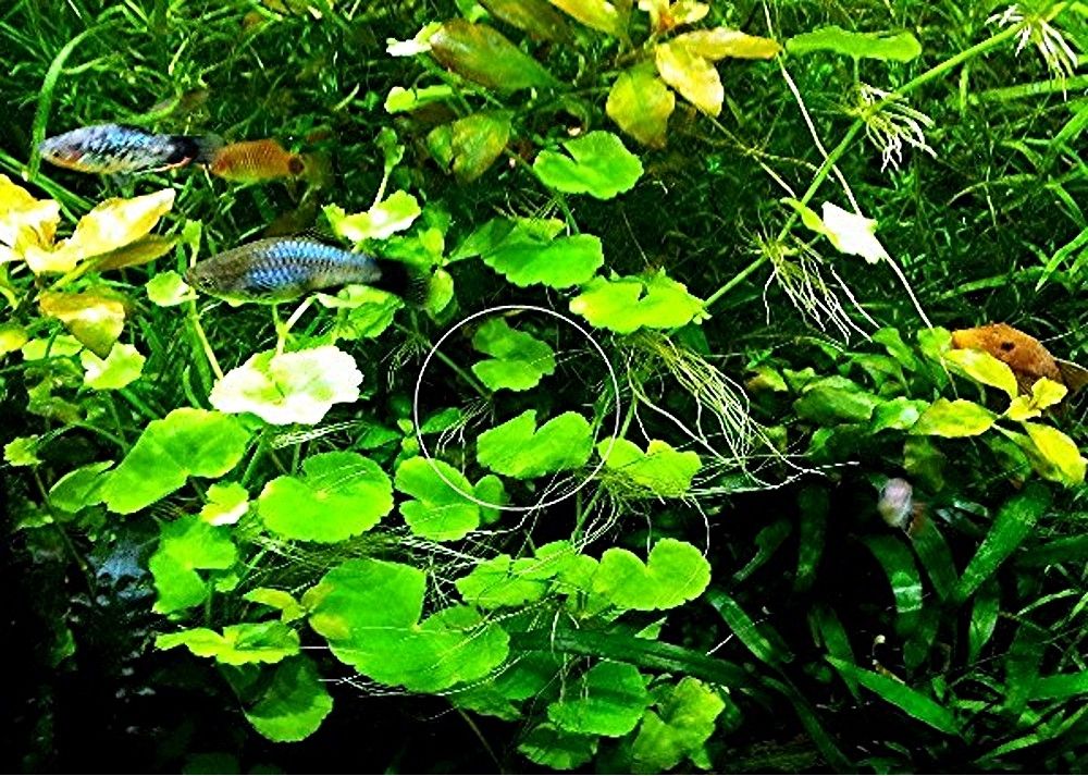 Brasilianischer Wassernabel,  Wasserpflanze,  Versand/ Abholung Brasilianischer Wassernabel,  Wasserpflanze,  Versand/ Abholung