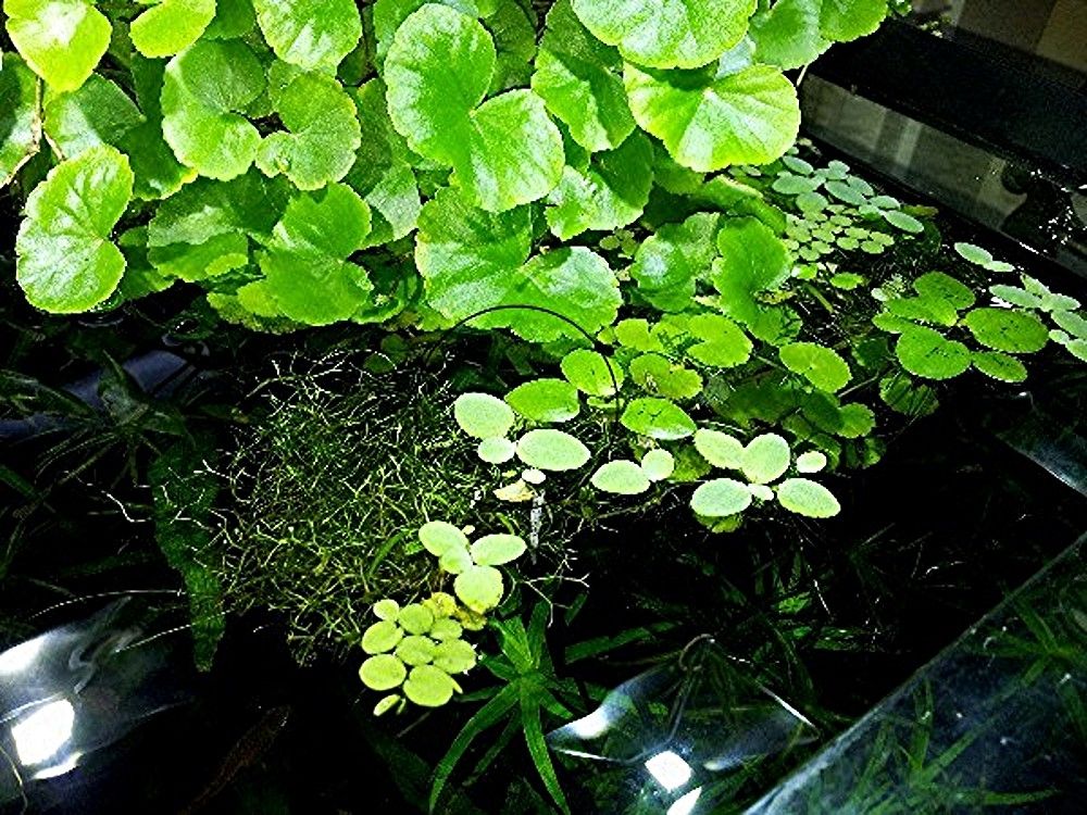 Brasilianischer Wassernabel,  Wasserpflanze,  Versand/ Abholung Brasilianischer Wassernabel,  Wasserpflanze,  Versand/ Abholung