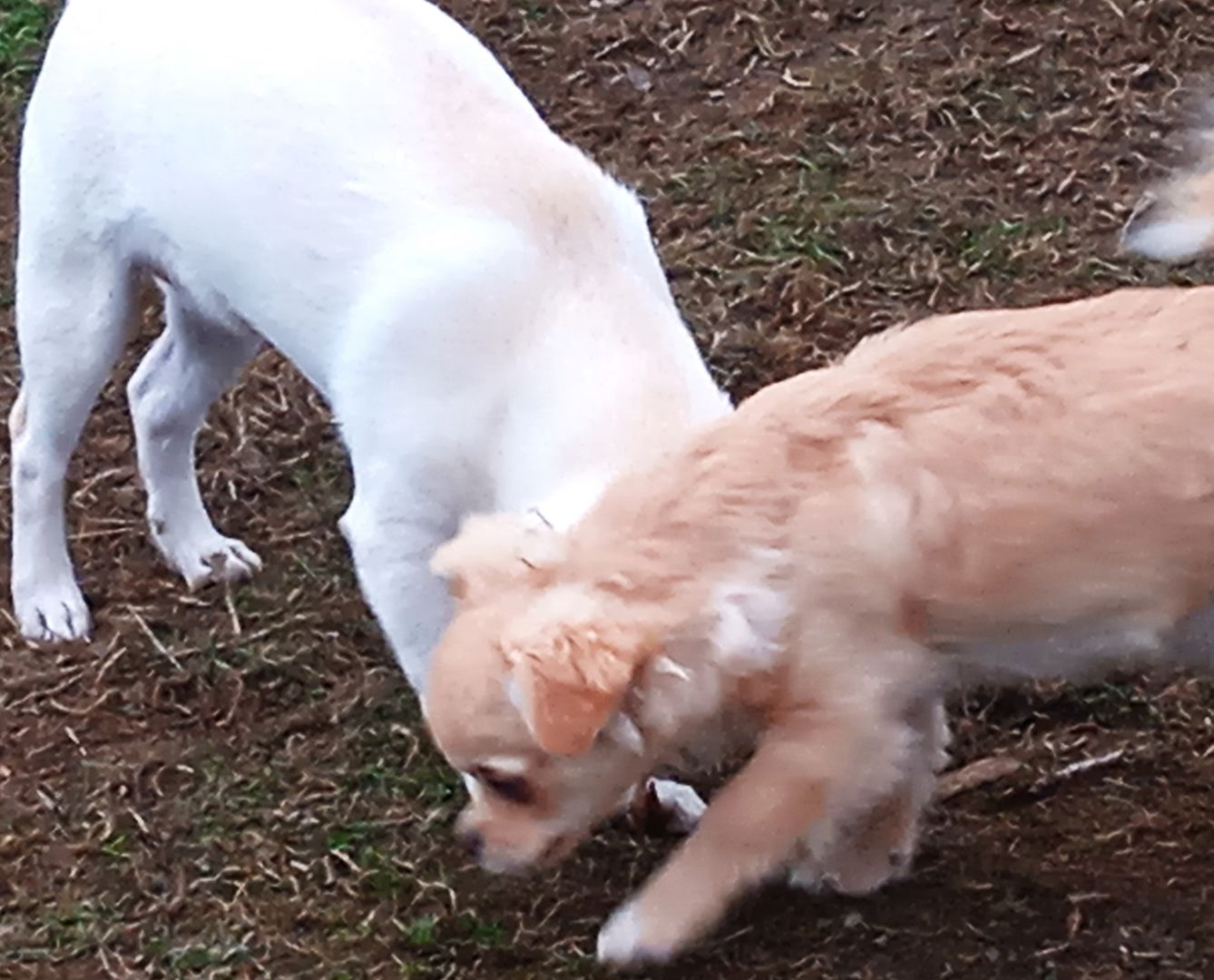 Teddy - Bärchen und Pepito der Kuschler, suchen noch ein liebevolles Zuhause. Teddy - Bärchen und Pepito der Kuschler, suchen noch ein liebevolles Zuhause.