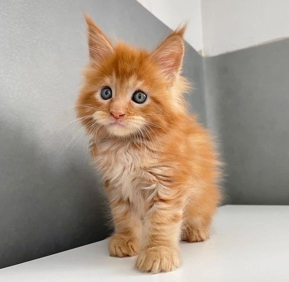 Maine-Coon-Kätzchen