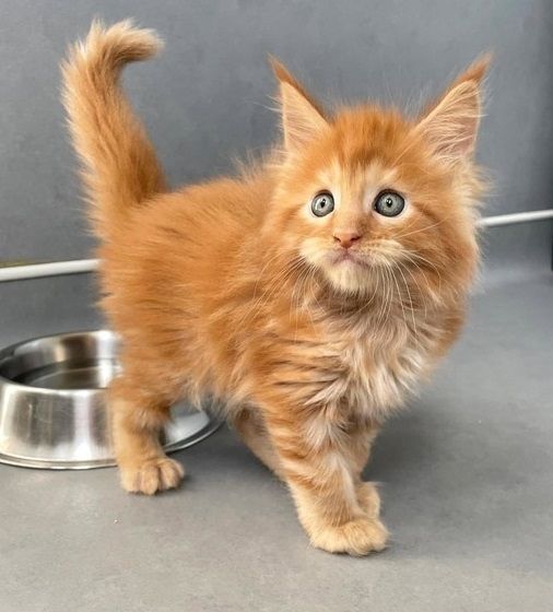 Maine-Coon-Kätzchen