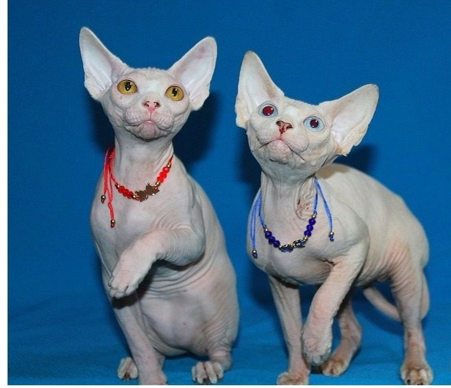 Weiße Sphynx-Weibchen mit Stammbaum