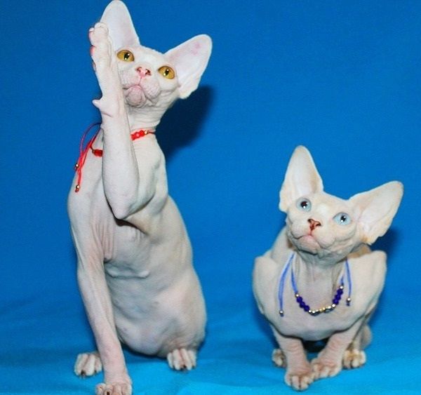 Weiße Sphynx-Weibchen mit Stammbaum