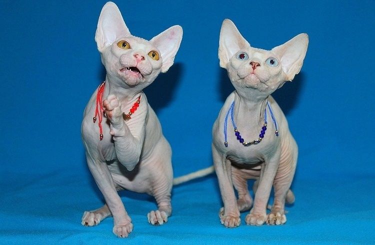 Weiße Sphynx-Weibchen mit Stammbaum