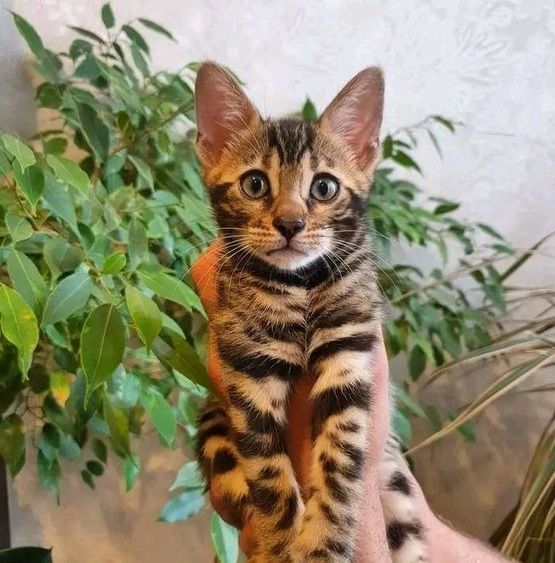 Bengalkätzchen zur Neuvermittlung