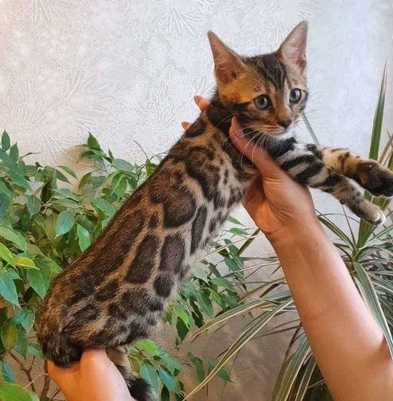 Bengalkätzchen zur Neuvermittlung