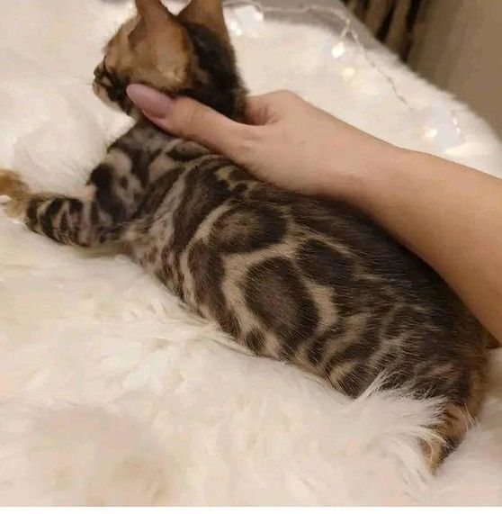 Bengalkätzchen zur Neuvermittlung