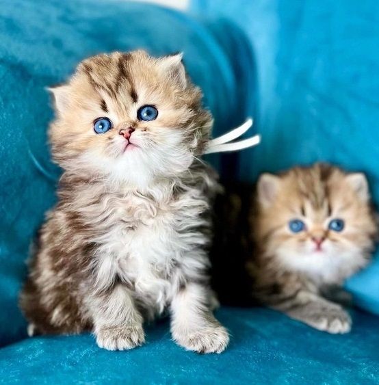 Perserkätzchen verfügbar