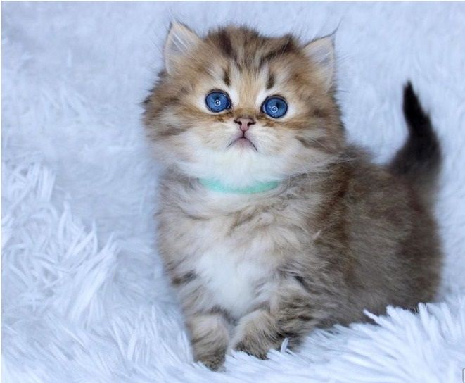 Perserkätzchen verfügbar