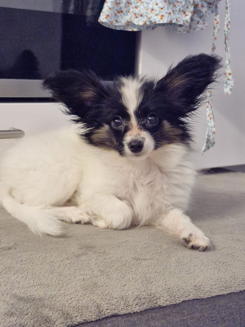 Reinrassige Papillon Welpen  – Liebevoll in Familienhand aufgewachsen!