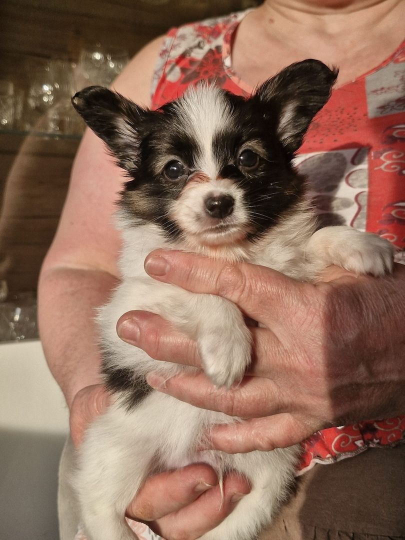 Reinrassige Papillon Welpen  – Liebevoll in Familienhand aufgewachsen!