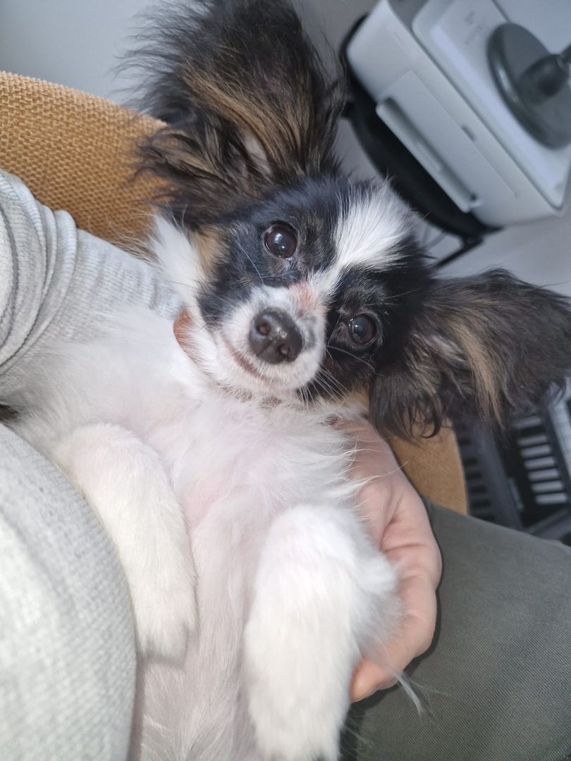 Reinrassige Papillon Welpen  – Liebevoll in Familienhand aufgewachsen!