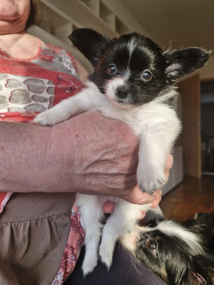 Reinrassige Papillon Welpen  – Liebevoll in Familienhand aufgewachsen!