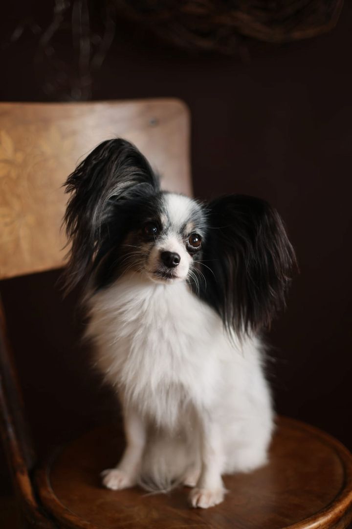 Reinrassige Papillon Welpen  – Liebevoll in Familienhand aufgewachsen!