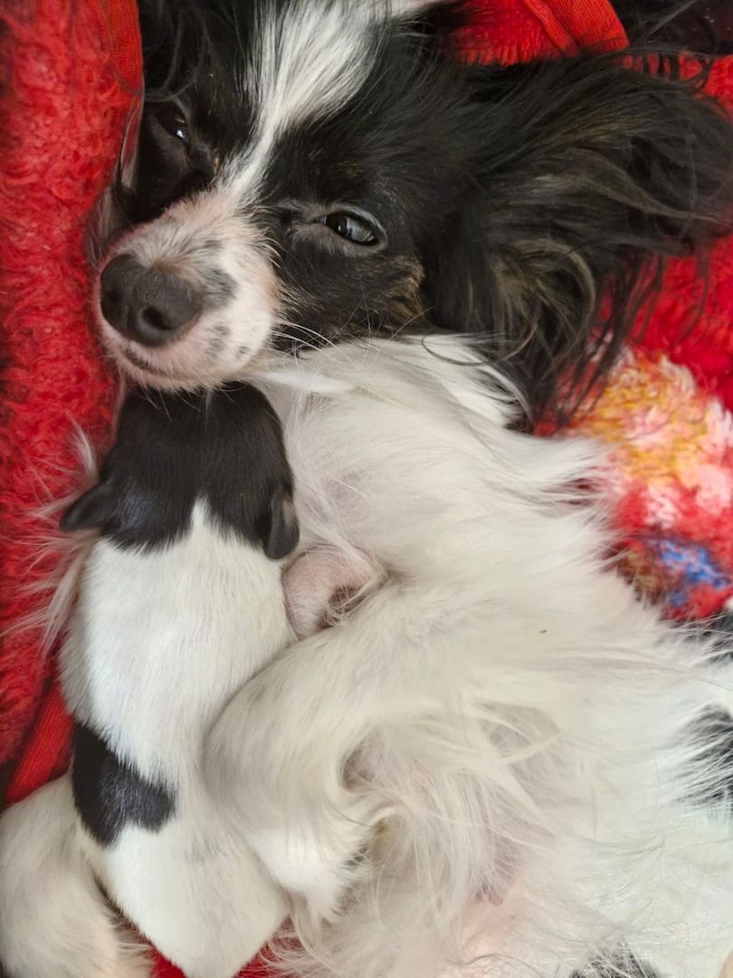 Reinrassige Papillon Welpen  – Liebevoll in Familienhand aufgewachsen!