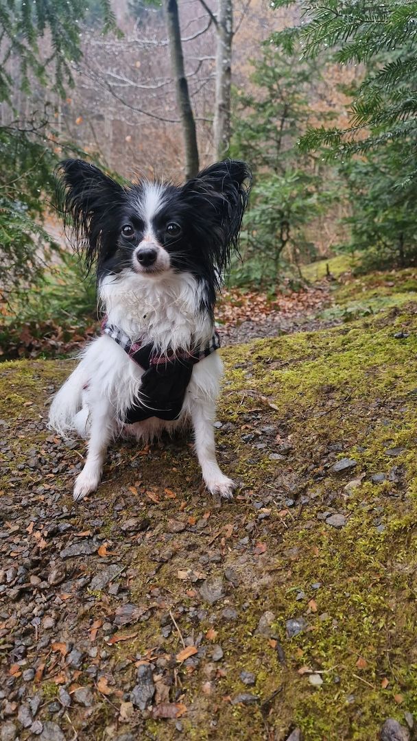 Reinrassige Papillon Welpen  – Liebevoll in Familienhand aufgewachsen!
