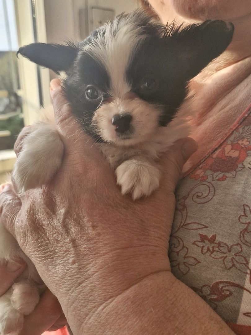 Reinrassige Papillon Welpen  – Liebevoll in Familienhand aufgewachsen!