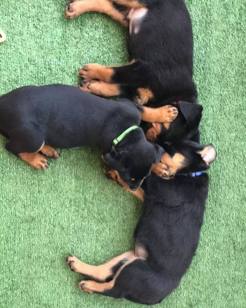 Hochwertige Rottweilerwelpen in Renkenberge