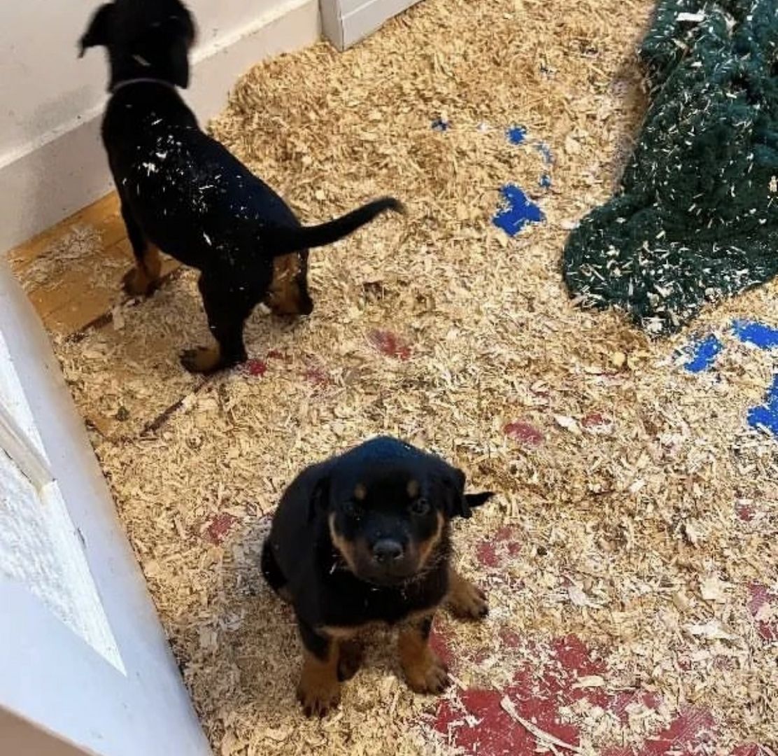 4 Rottweiler-Welpen/ 4 Rottweiler-Welpen/
