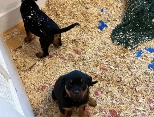 4 Rottweiler-Welpen/