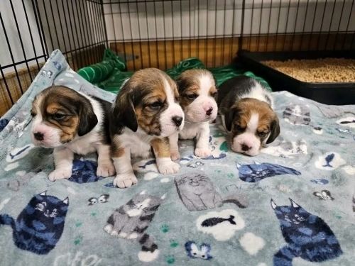 Tolle Beagle-Welpen zur Vermittlung verfügbar