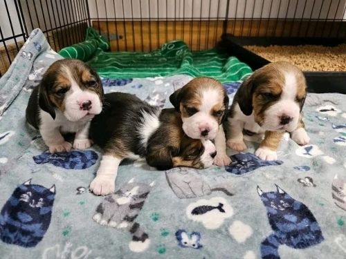 Tolle Beagle-Welpen zur Vermittlung verfügbar