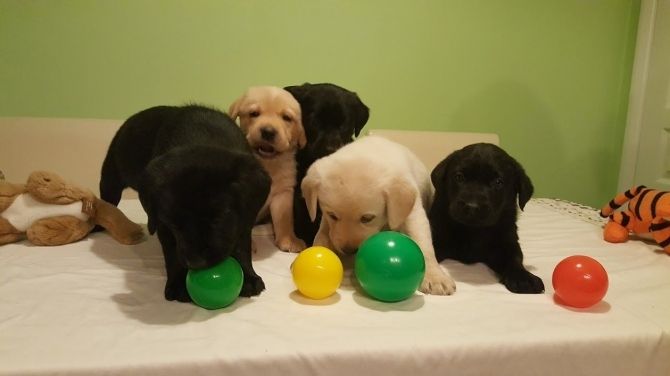 Labrador Retriever-Welpen bereit für ein neues Zuhause