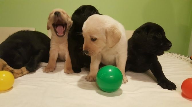 Labrador Retriever-Welpen bereit für ein neues Zuhause