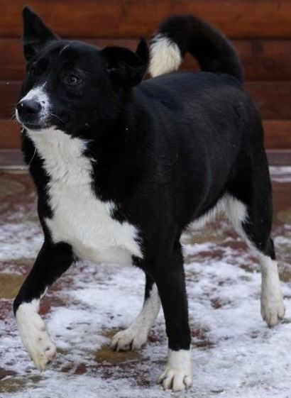 Hänsel, sucht Spielpartner