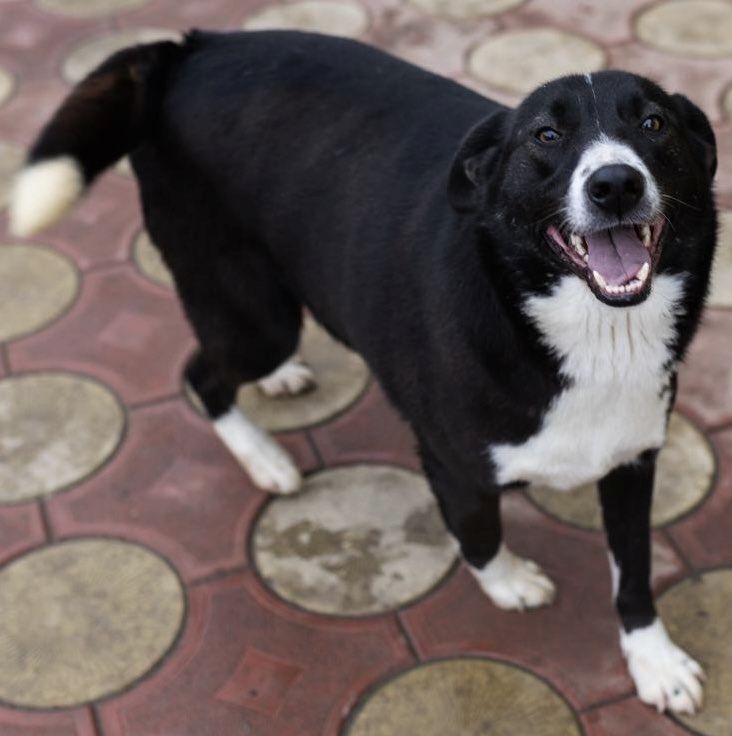 Hänsel, sucht Spielpartner