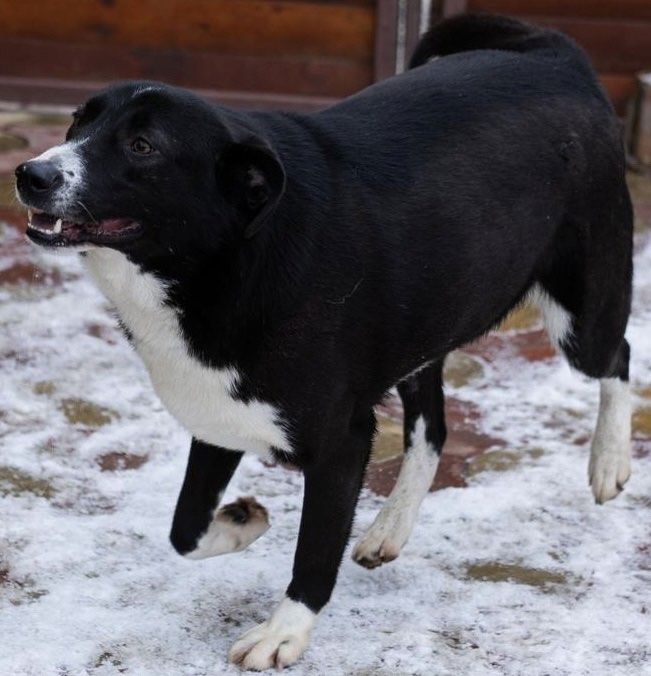 Hänsel, sucht Spielpartner