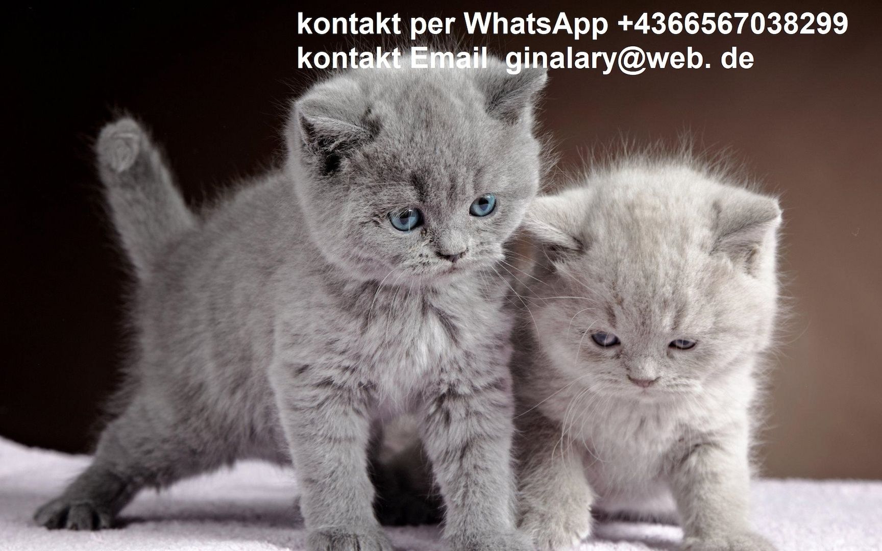 Britisch Kurzhaar Katzen Babys. Mannlich und weiblich