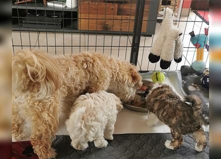 Bolonka Zwetna Welpen