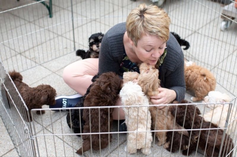 Bolonka Zwetna Welpen