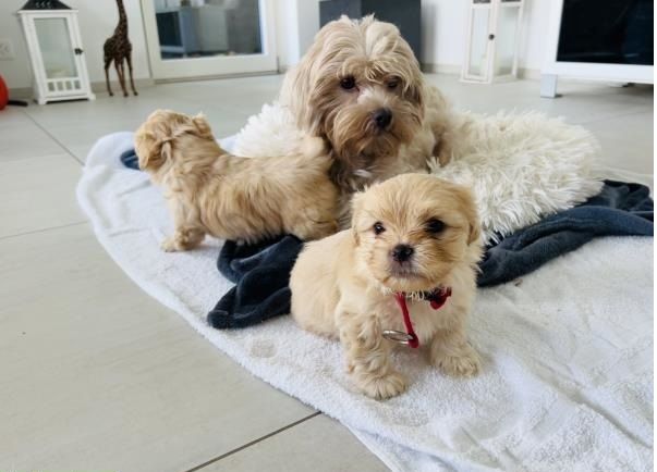 Bolonka Zwetna Welpen