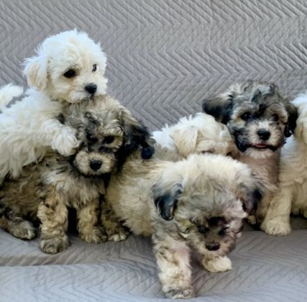 Bolonka Zwetna Welpen