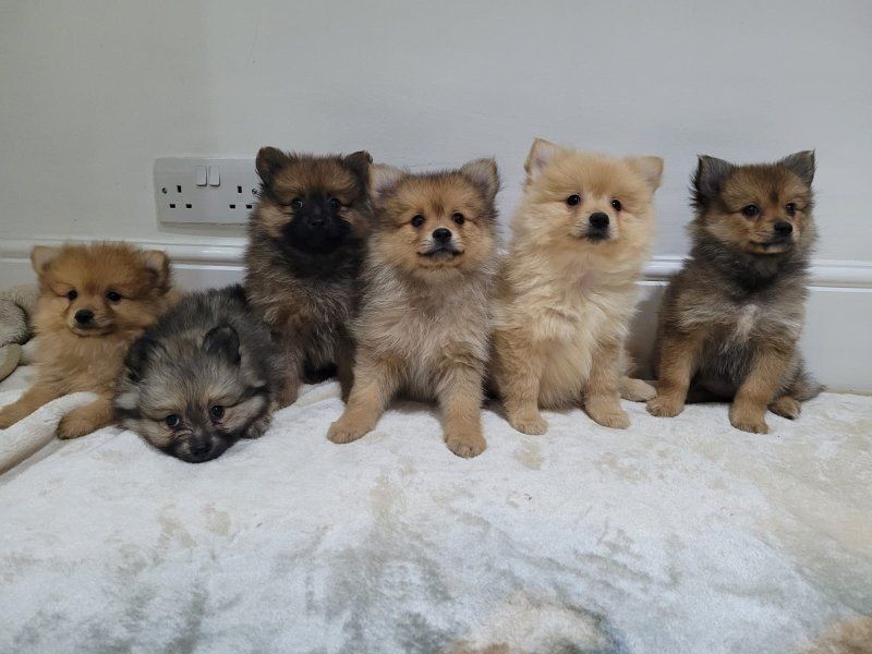 Pomeranian Zwergspitz Welpe