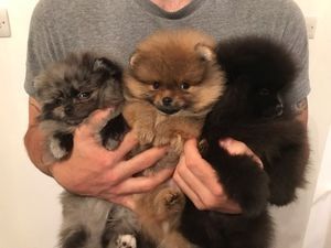 Pomeranian Zwergspitz Welpe