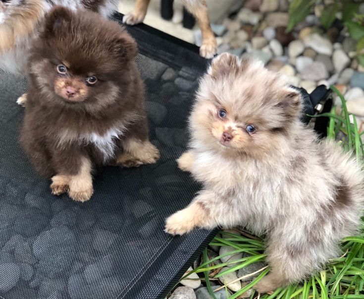 Pomeranian Zwergspitz Welpe