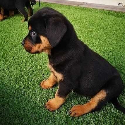 Rottweiler-Welpen