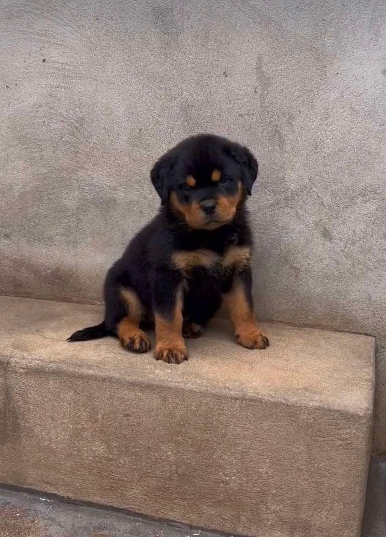 Entzückende Rottweiler-Welpen zu verkaufen