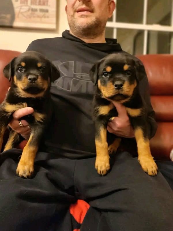 7 Rottweiler-Welpen in Strathpeffer