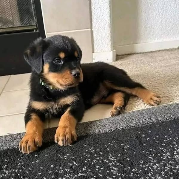 *Letzte Welpen aus diesem außergewöhnlichen Wurf verfügbar