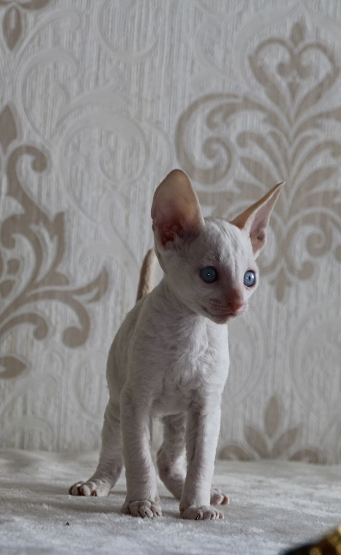 Wunderschöne Cornish Rex Kitten