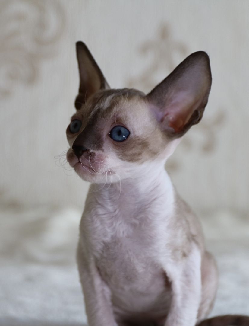 Wunderschöne Cornish Rex Kitten