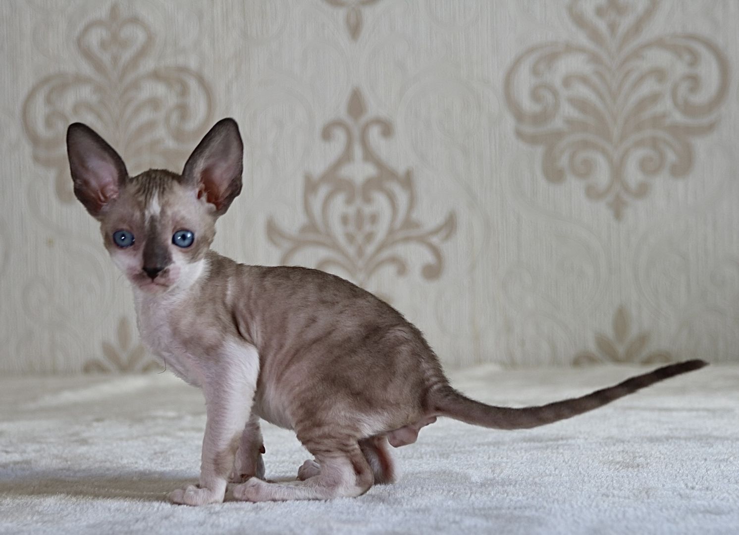 Wunderschöne Cornish Rex Kitten