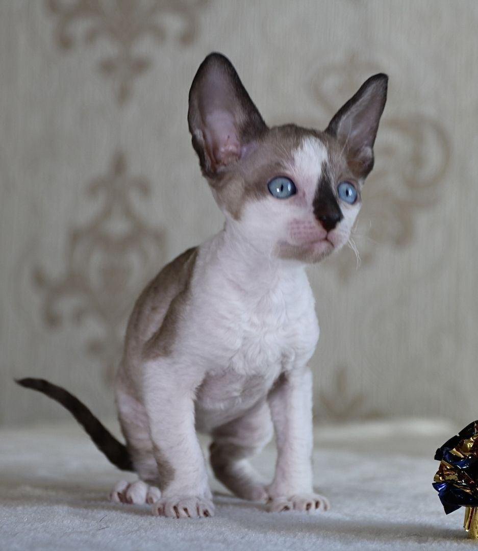 Wunderschöne Cornish Rex Kitten