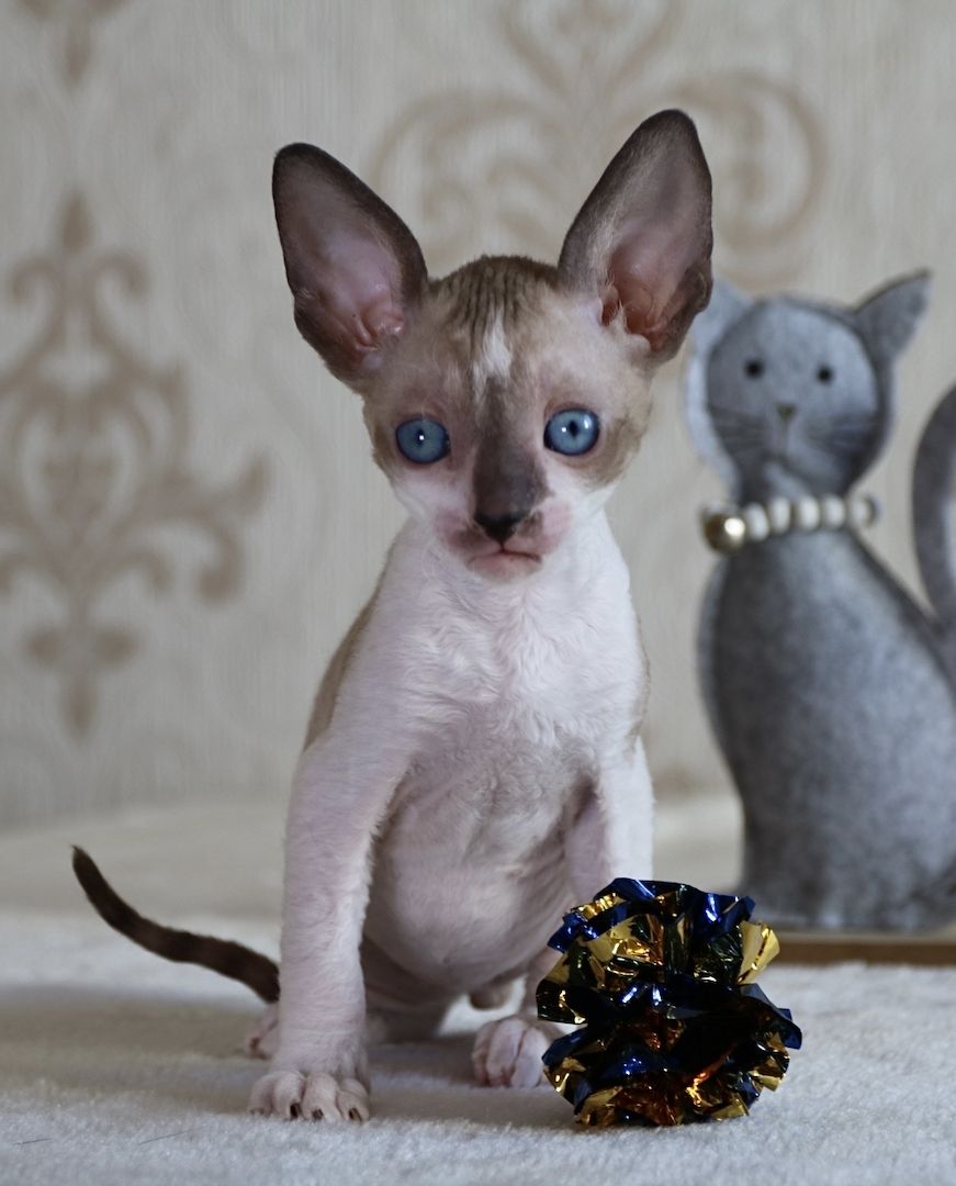Wunderschöne Cornish Rex Kitten